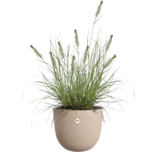 Tráva v květináči Elho