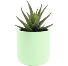 Haworthia zebra v květináči