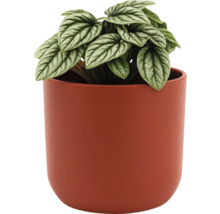 Pepřinec v květináči