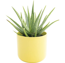 Aloe vera rostlina v květináči
