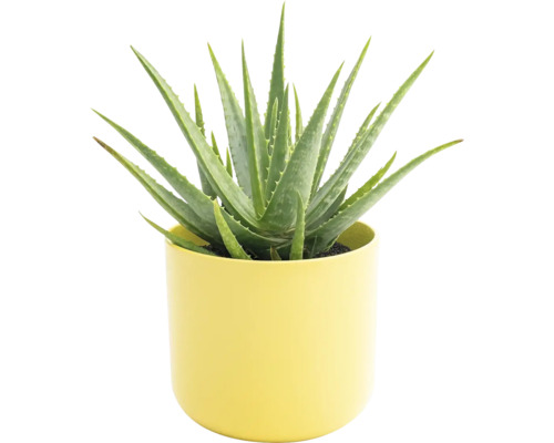 Aloe vera rostlina v květináči