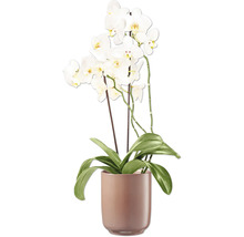 Orchidej s bílými květy v květináči