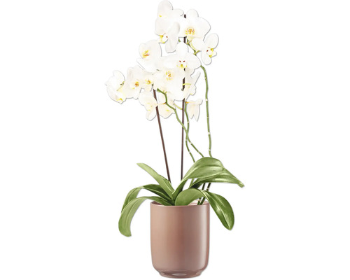 Orchidej s bílými květy v květináči