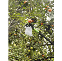 Sběrač jablek používaný na jabloně s zralými plody.