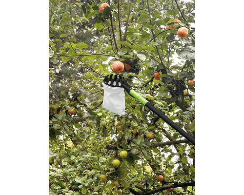 Sběrač jablek používaný na jabloně s zralými plody.