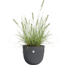 Tráva v dekorativním květináči s logem Elho