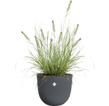 Tráva ve strukturovaném květináči značky Elho