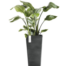 Rostlina Strelitzia ve vysokém tmavě šedém květináči ECOPOTS.