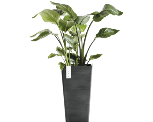Rostlina Strelitzia ve vysokém tmavě šedém květináči ECOPOTS.