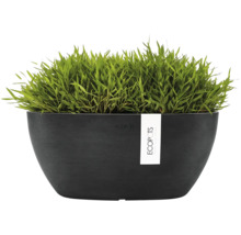 Oválná černá miska na rostliny ECOPOTS se zelenou rostlinou.