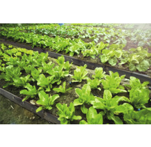 Zeleninová zahrada se založenými záhony a různými druhy salátu