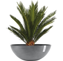 Cycas revoluta v šedé misce na rostliny Ecopots.