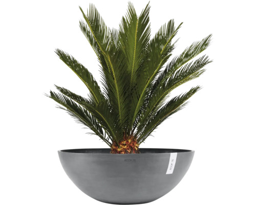 Cycas revoluta v šedé misce na rostliny Ecopots.