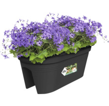 Květináč s fialovými sedmikráskami