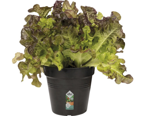 Hlávkový salát v květináči