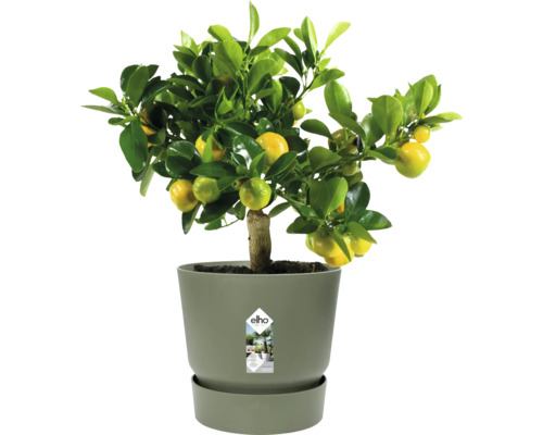 Citrusová rostlina v květináči