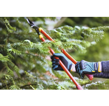 Péče o stromy pomocí nůžek na větve na stromě