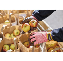 Ruce v zahradních rukavicích drží jablka nad papírovými taškami plnými jablek