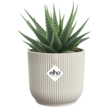 Pokojová rostlina Haworthia v květináči