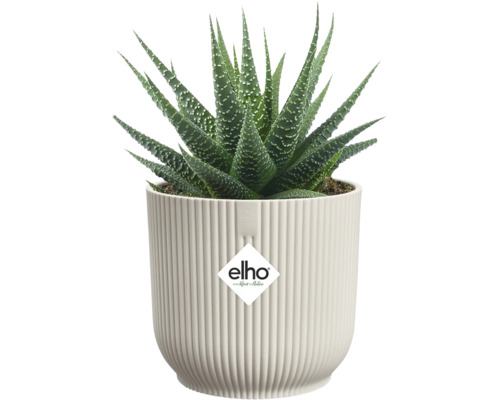 Pokojová rostlina Haworthia v květináči