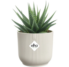 Haworthia pokojová rostlina v rýhovaném květináči