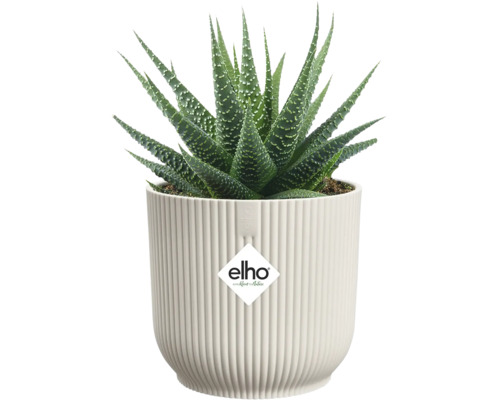 Haworthia pokojová rostlina v rýhovaném květináči