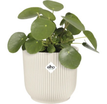 Pilea peperomioides v žebrovaném květináči s logem Elho