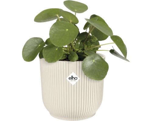 Pilea peperomioides v žebrovaném květináči s logem Elho