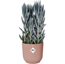 Starček v žebrovaném květináči s logem Elho