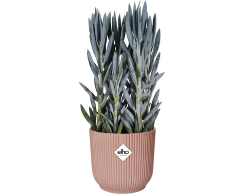 Starček v žebrovaném květináči s logem Elho