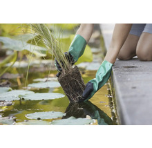 Osoba v rukavicích sází vodní rostlinu do rybníka.