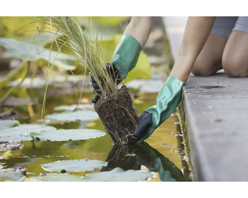 Osoba v rukavicích sází vodní rostlinu do rybníka.