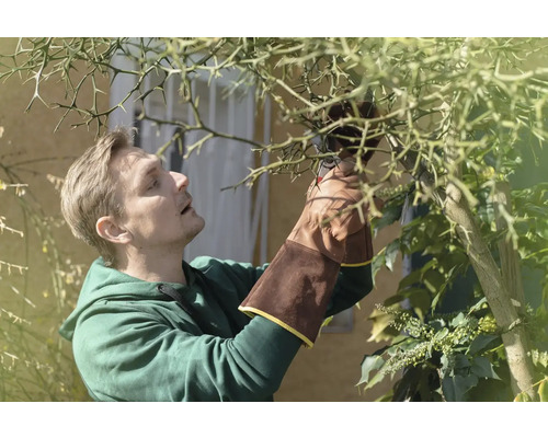 Muž se zahradními rukavicemi stříhá strom zahradními nůžkami.