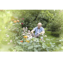 Muž v rukavicích stříhá růže na zahradě.