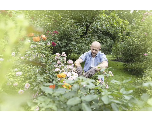Muž v rukavicích stříhá růže na zahradě.