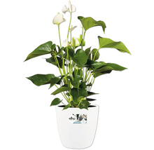 Květináčová rostlina Anthurium s bílými květy v bílém květináči