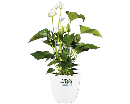 Květináčová rostlina Anthurium s bílými květy v bílém květináči