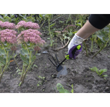 Osoba pracuje se zahradní motykou v záhonu s rozchodníkem nachovým.