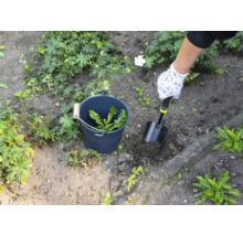 Osoba odstraňuje plevel lopatkou ze zahrady, plevel se sbírá do kbelíku