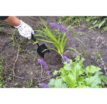 Osoba sází rostlinu do hlíny pomocí ruční lopatky.