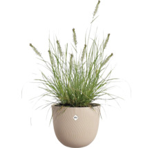 Okrasná tráva s květenstvím v béžovém kulatém květináči s vlnitou strukturou a elho Logo.