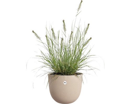 Okrasná tráva s květenstvím v béžovém kulatém květináči s vlnitou strukturou a elho Logo.