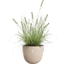Zelená okrasná tráva s klasy v kulatém krémovém květináči s vlnitou strukturou od značky elho.