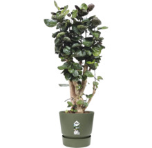 Pokojová rostlina Polyscias Fabian s tmavě zelenými listy v zeleném plastovém květináči s podmiskou.