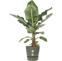 Banánovník Musa v olivově zeleném květináči Elho s ladící miskou.