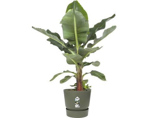 Banánovník Musa v olivově zeleném květináči Elho s ladící miskou.