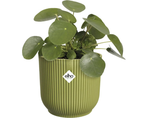 Pilea peperomioides v kulatém, žebrovaném zeleném plastovém květináči značky Elho.