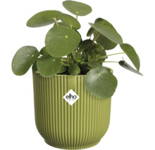 Pilea peperomioides v zeleném žebrovaném plastovém květináči Elho. Elho Logo.
