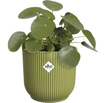 Pokojová rostlina Pilea peperomioides v zeleném vroubkovaném plastovém květináči s elho Logo.