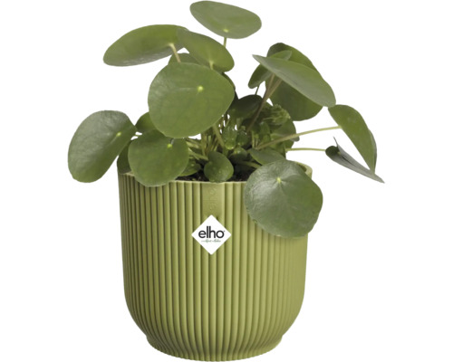 Pokojová rostlina Pilea peperomioides v zeleném vroubkovaném plastovém květináči s elho Logo.